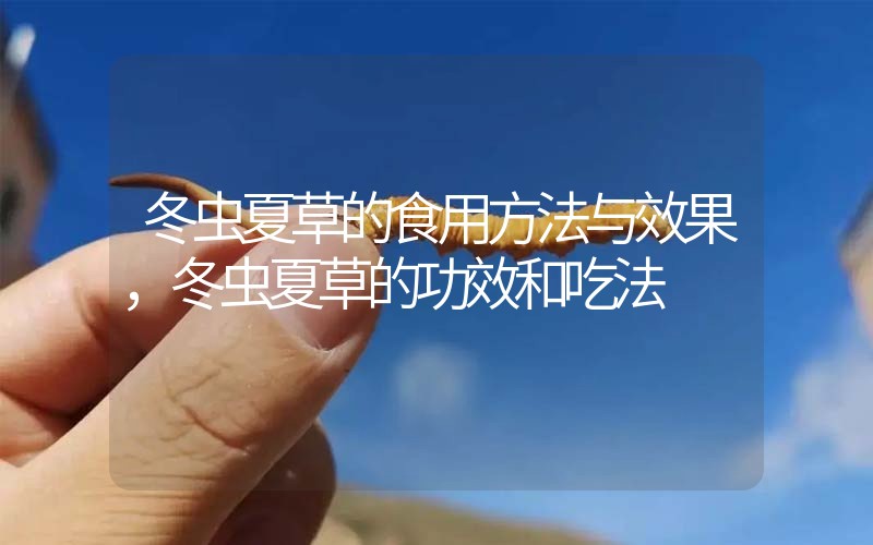 冬蟲夏草的食用方法與效果，冬蟲夏草的食用方法！