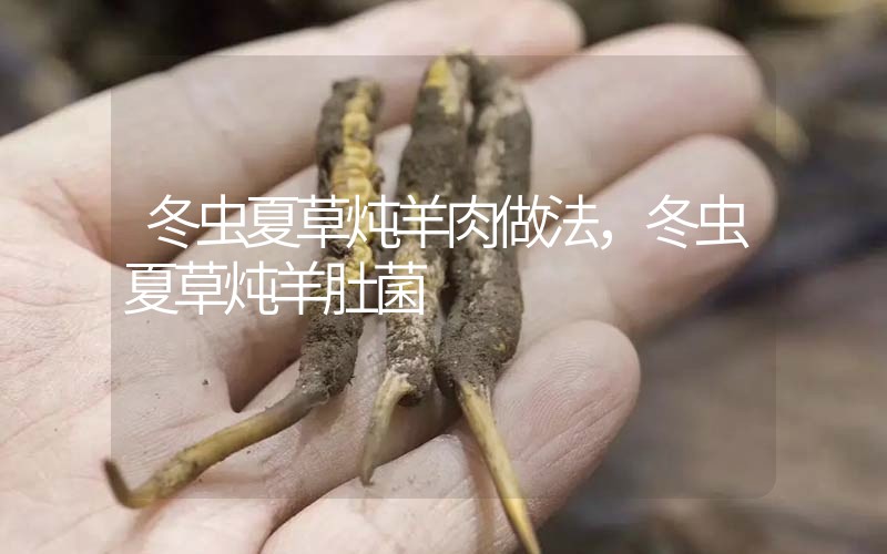 冬蟲(chóng)夏草燉羊肉做法，冬蟲(chóng)夏草燉羊肚菌