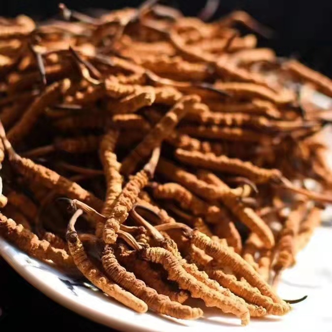 冬蟲夏草為什么這么貴呢？有便宜的能買嗎