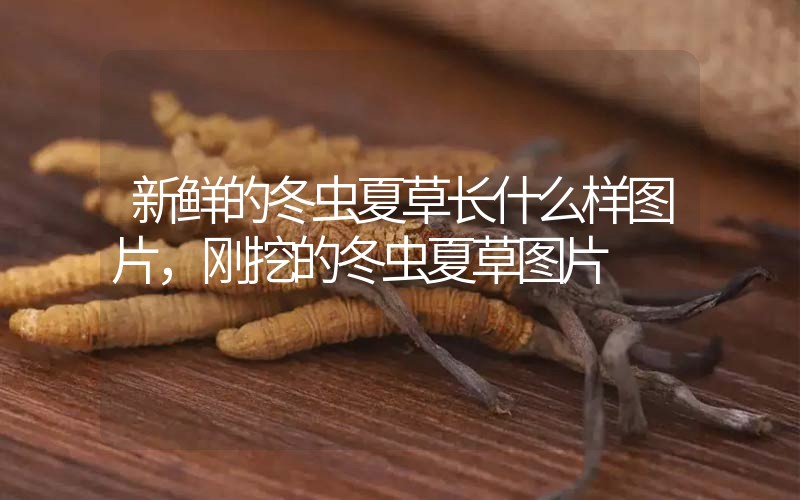 新鮮的冬蟲夏草長(zhǎng)什么樣圖片，剛挖的冬蟲夏草圖片