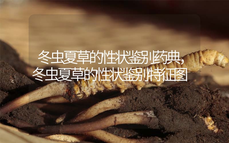 冬蟲夏草的性狀鑒別藥典，冬蟲夏草的性狀鑒別特征圖