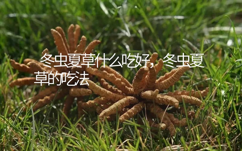 冬蟲夏草什么吃好，冬蟲夏草的吃法
