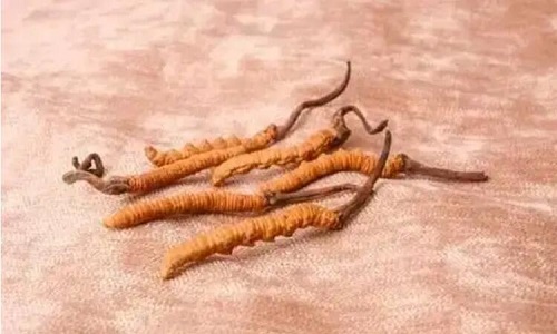 玉樹冬蟲夏草一斤多少錢？玉樹蟲草價格