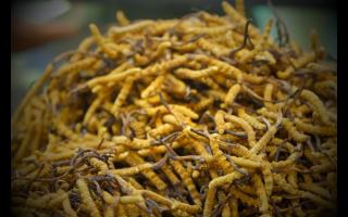 如何正確保存鮮干冬蟲夏草？學(xué)會有效保存你的財富！