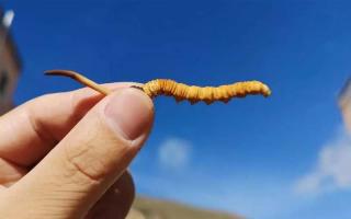 冬蟲夏草比較好的保存方法是什么？