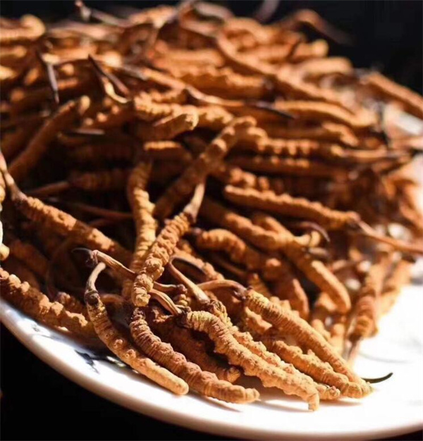 冬蟲夏草和扇貝搭配怎么吃？