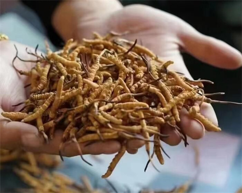 冬蟲夏草天天吃還是幾天吃一次 冬蟲夏草的用量和頻率應(yīng)根據(jù)醫(yī)生的建議來(lái)確定