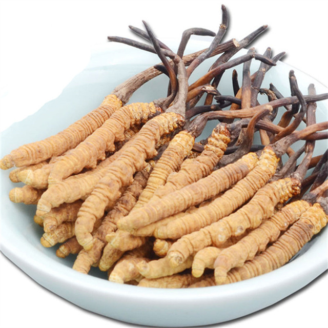 冬蟲夏草算什么類？冬蟲夏草是麥角菌科蟲草屬的真菌