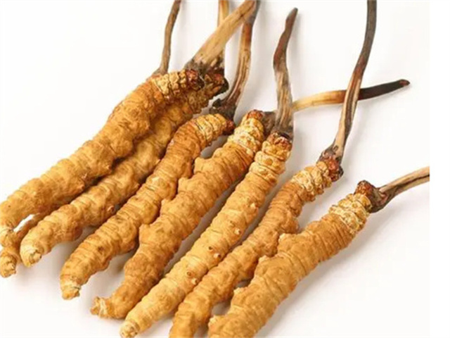 采冬蟲(chóng)夏草有哪些風(fēng)險(xiǎn)？從4個(gè)角度分析采冬蟲(chóng)夏草的風(fēng)險(xiǎn)