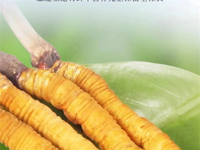 冬蟲夏草怎么吃可以防癌？冬蟲夏草的3種防癌食用方法