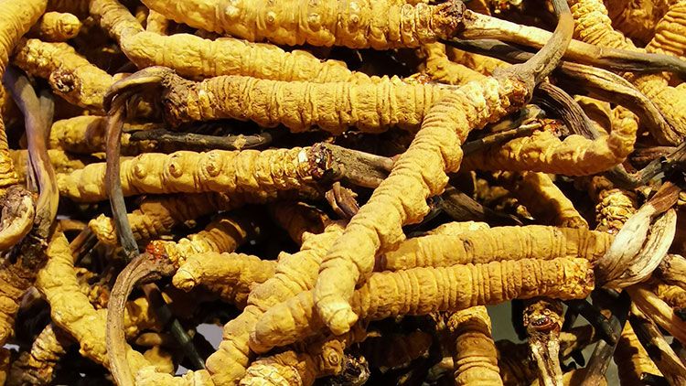 冬蟲夏草批發(fā)市場：供需交匯的滋補(bǔ)品集散地