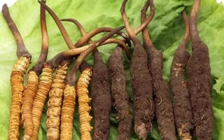 到哪里買新鮮的冬蟲夏草？三步辨真?zhèn)?，四大渠道安心?> </div>
            <div   id=
