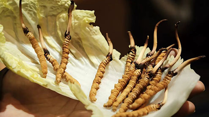 冬蟲夏草：鮮草與干草誰更勝一籌？