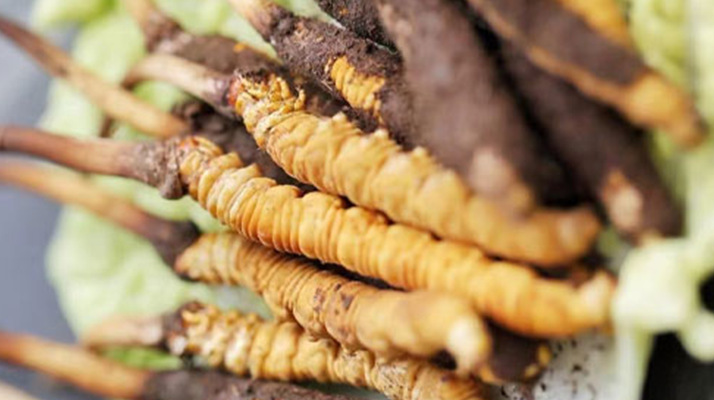 冬蟲夏草鮮草可以生吃嗎？一文解讀食用真相