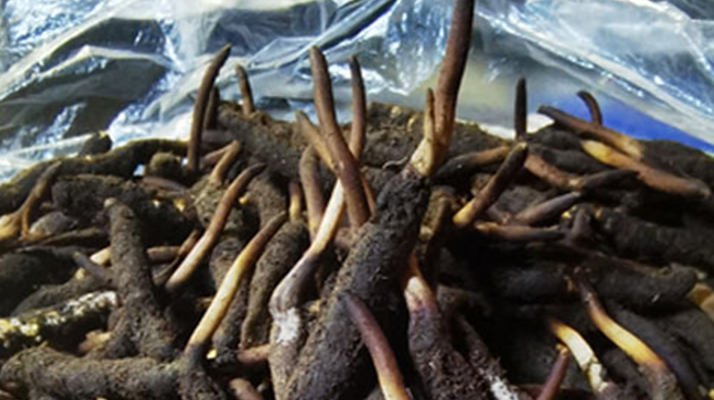 冬蟲夏草鮮草能不能泡酒？科學解析與實用指南
