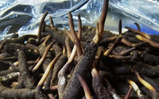 冬蟲夏草鮮草能不能泡酒？科學解析與實用指南