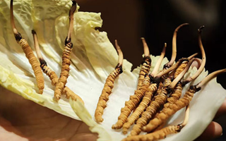 冬蟲夏草為何鮮的好？深度解析鮮蟲草的獨特優(yōu)勢
