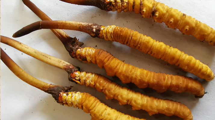 冬蟲夏草鮮草價(jià)格多少？揭秘其背后的定價(jià)密碼