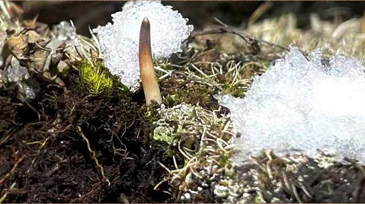 冰鮮的冬蟲夏草還能吃嗎？一文讀懂食用真相? ? ? ?