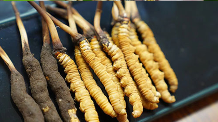 鮮冬蟲夏草什么季節(jié)最好？滋補時機大揭秘