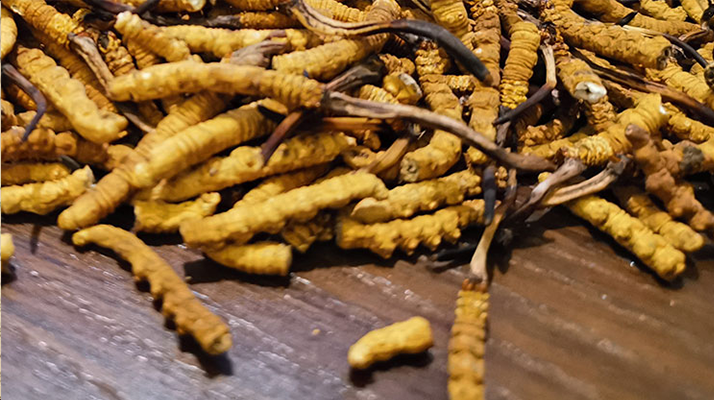 斷的冬蟲(chóng)夏草有效果嗎？一文揭開(kāi)真相