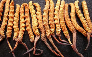 干冬蟲夏草多少錢一斤？一文解析其價格密碼