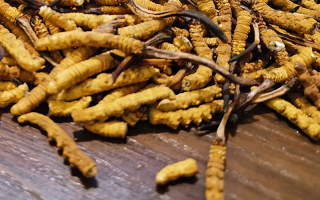 斷的冬蟲(chóng)夏草有效果嗎？一文揭開(kāi)真相
