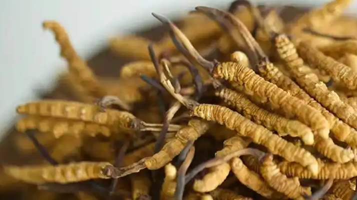 冬蟲夏草：千年神話背后的科學真相