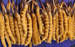 野生冬蟲夏草價(jià)格多少一斤？市場(chǎng)行情與價(jià)格影響因素解析