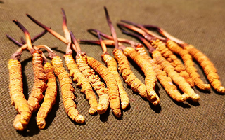 野生冬蟲夏草產(chǎn)業(yè)前景展望