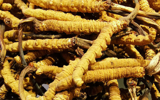 冬蟲夏草價格探秘：珍稀背后的價值衡量