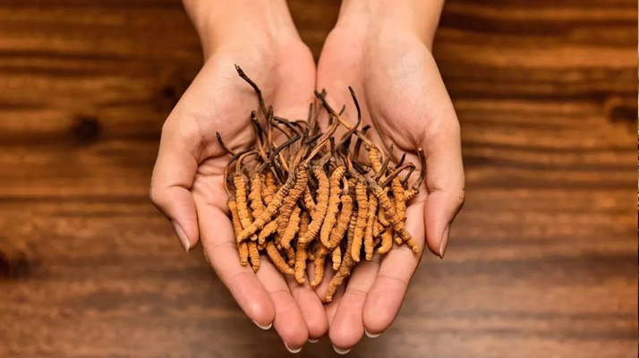 冬蟲夏草怎么食用效果好？掌握這些方法發(fā)揮最大功效