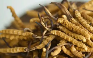 冬蟲夏草特級多少錢一克？多因素交織下的價格探秘