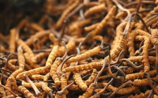 冬蟲夏草有什么好處？解密天然滋補(bǔ)品的多重健康價(jià)值
