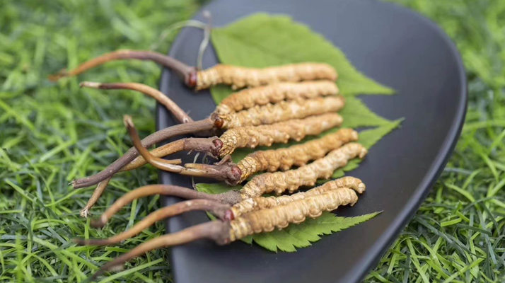 新鮮松茸冬蟲夏草怎么吃？滋補(bǔ)雙珍的美味搭配指南