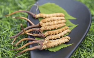 新鮮松茸冬蟲夏草怎么吃？滋補(bǔ)雙珍的美味搭配指南