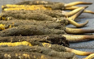 一根鮮冬蟲夏草多少錢？影響價(jià)格的核心因素解析