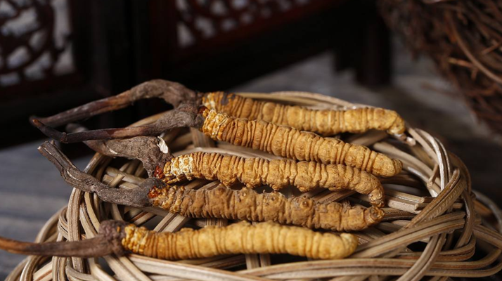 冷凍鮮冬蟲(chóng)夏草怎么吃好