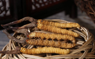 冷凍鮮冬蟲(chóng)夏草怎么吃好