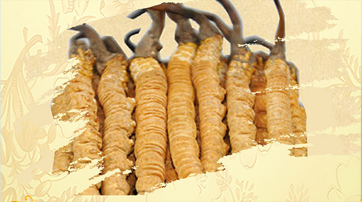 <a href=http://www.sinppecsales.com/ target=_blank class=infotextkey>冬蟲夏草</a>夏天如何保存