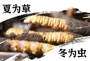 右側(cè)廣告位